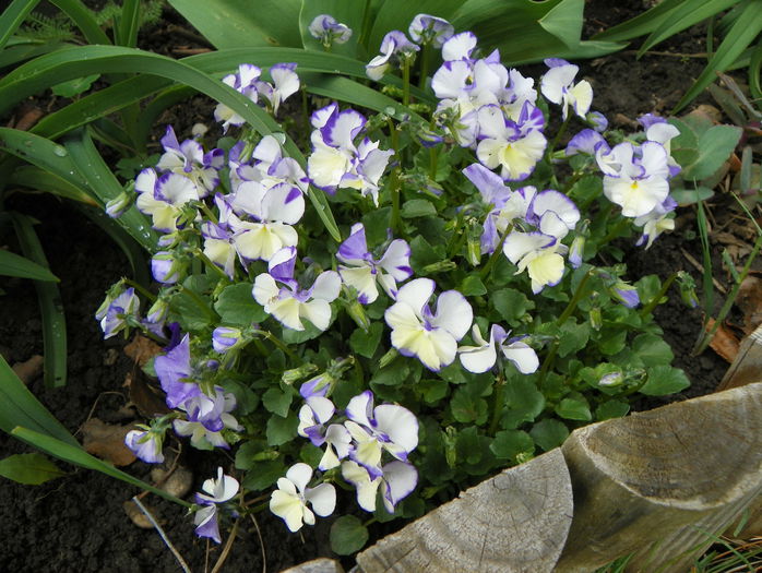 viola Rebecca Cawthorne - Primavara 2015