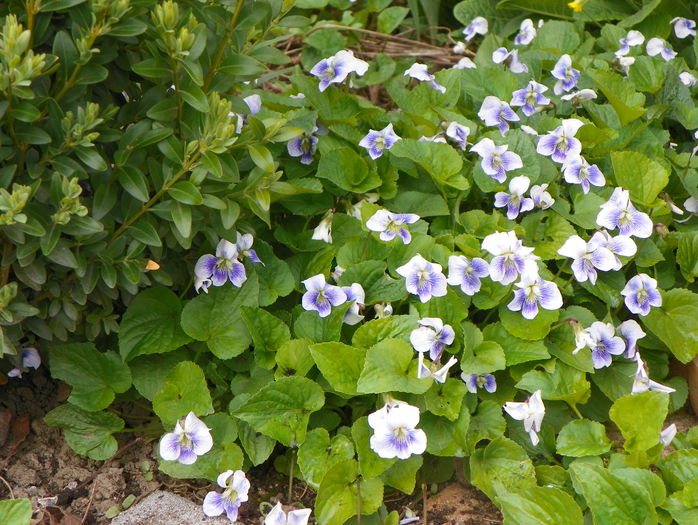 viola sororia Priceana - Primavara 2015