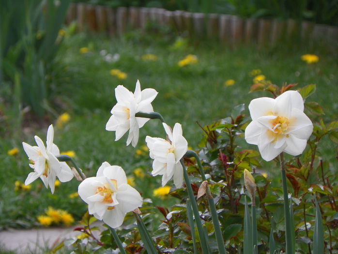 28 apr. 019 - Primavara 2015