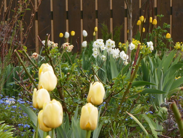 28 apr. 026 - Primavara 2015