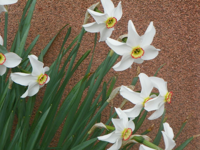 28 apr. 034 - Primavara 2015