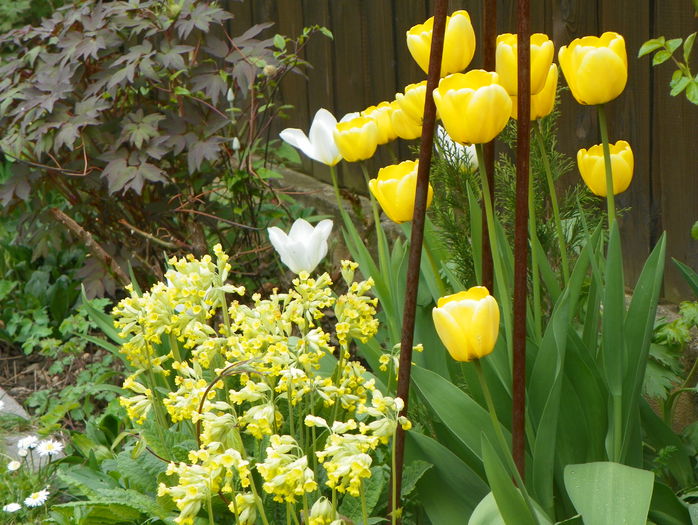 30 apr. 009 - Primavara 2015