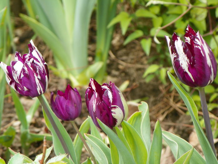 lalele corcite - Primavara 2015