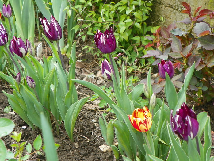 lalele corcite - Primavara 2015