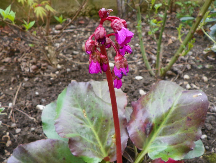 bergenia Rotblum - Primavara 2015