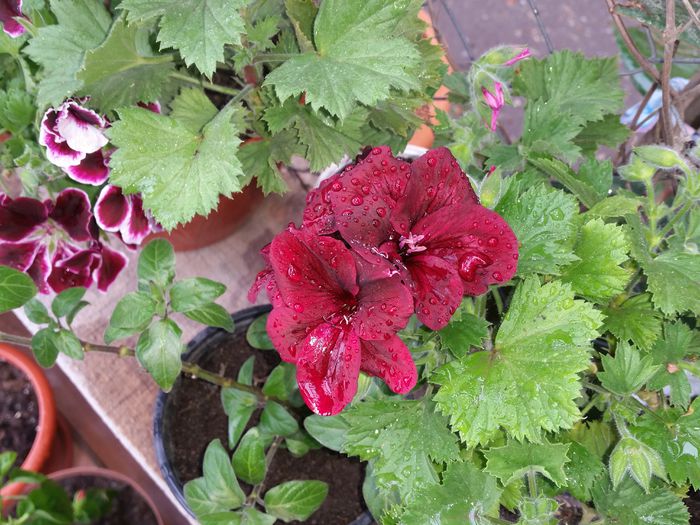 20150502_163549 - muscate