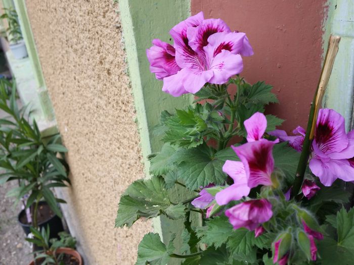20150502_163451 - muscate