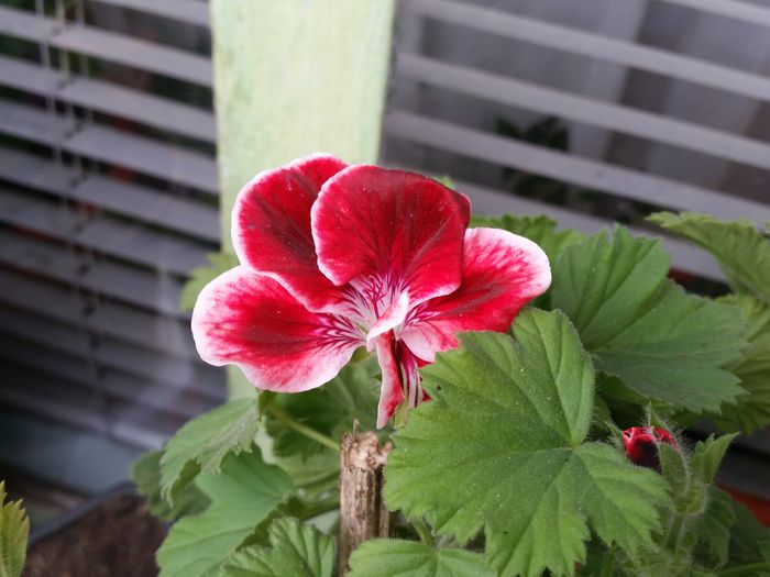 20150502_163445 - muscate