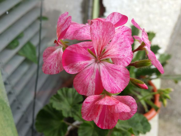 20150502_163353 - muscate