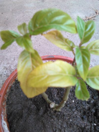 jacobinia carnea radiant - II flori de apartament 2015
