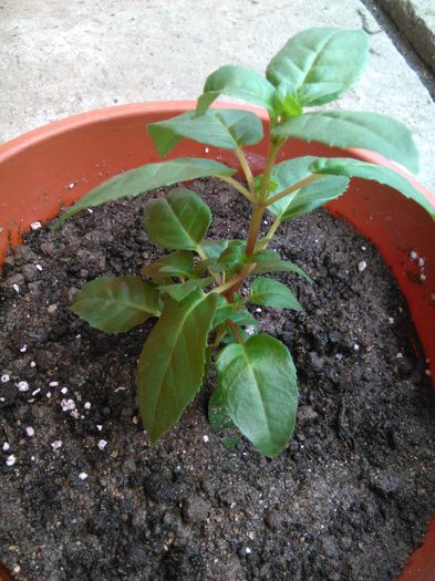 fuchsia southgate achizitionare plant shop