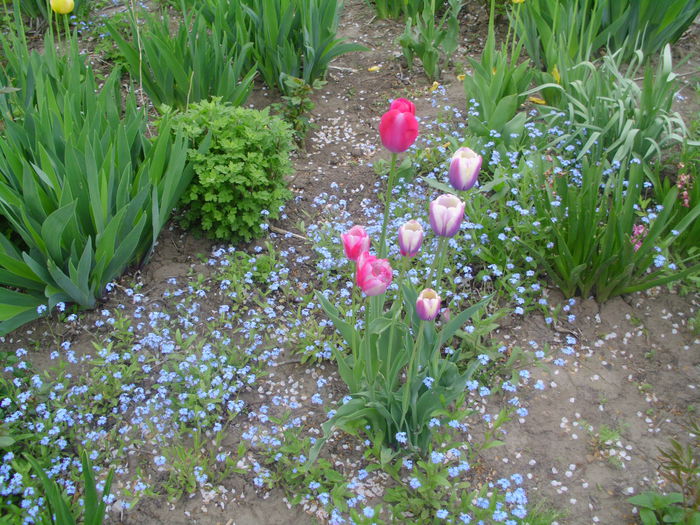 IMG_0563 - FLORI 2015