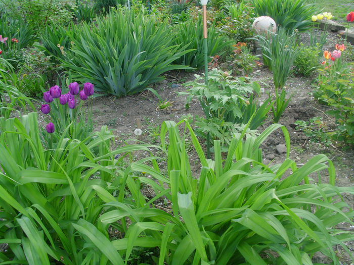 IMG_0564 - FLORI 2015