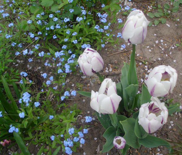 IMG_0567 - FLORI 2015