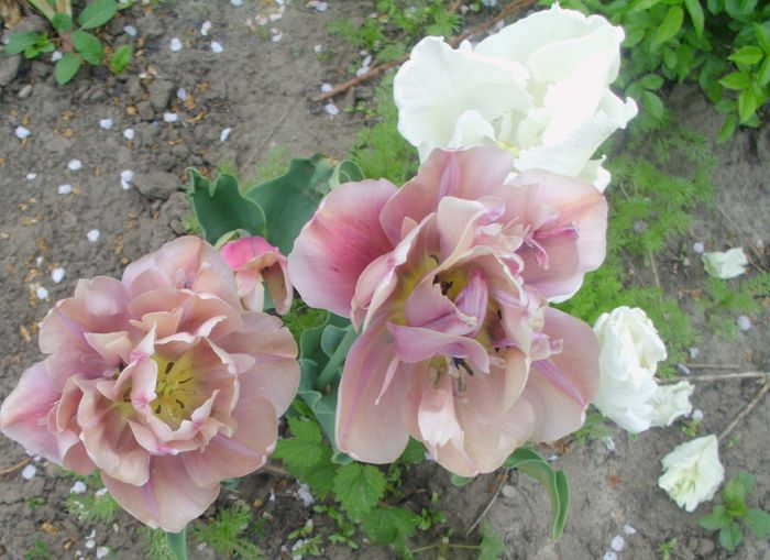 IMG_0568 - FLORI 2015