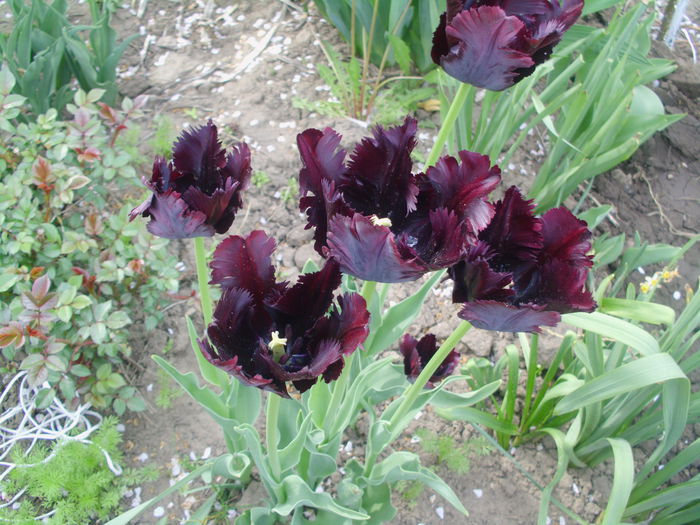 IMG_0569 - FLORI 2015