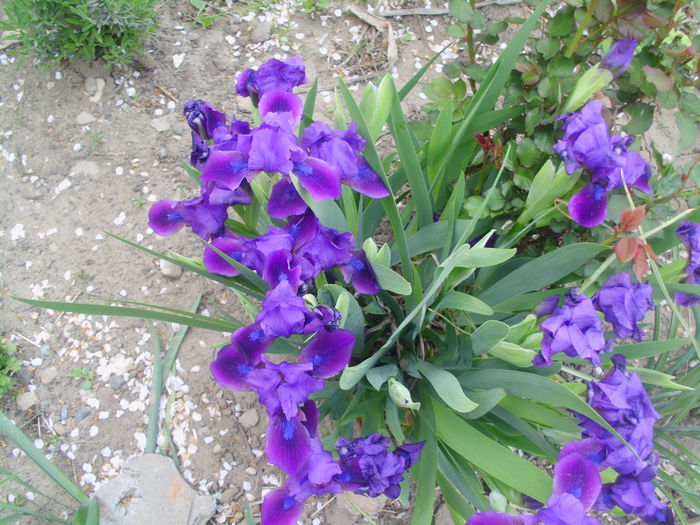 IMG_0570 - FLORI 2015