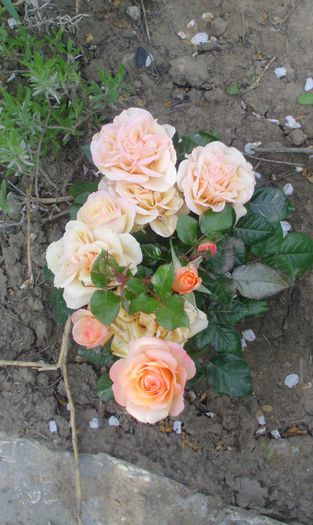 IMG_0571 - FLORI 2015