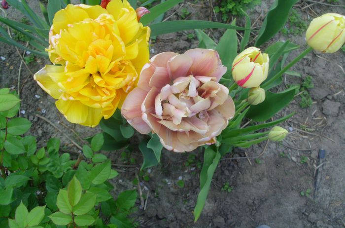 IMG_0572 - FLORI 2015