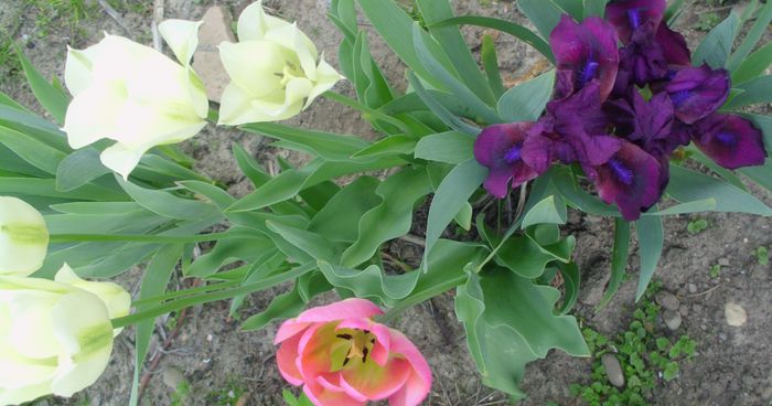 IMG_0574 - FLORI 2015