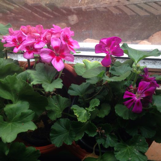 cumparate din piata,,,