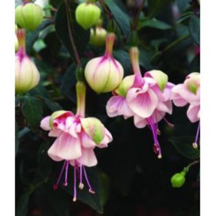 fuchsia-southgate imagine catalog plant shop