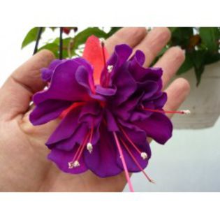 fuchsia-voodoo imagine catalog plant shop - f fuchsia woodoo