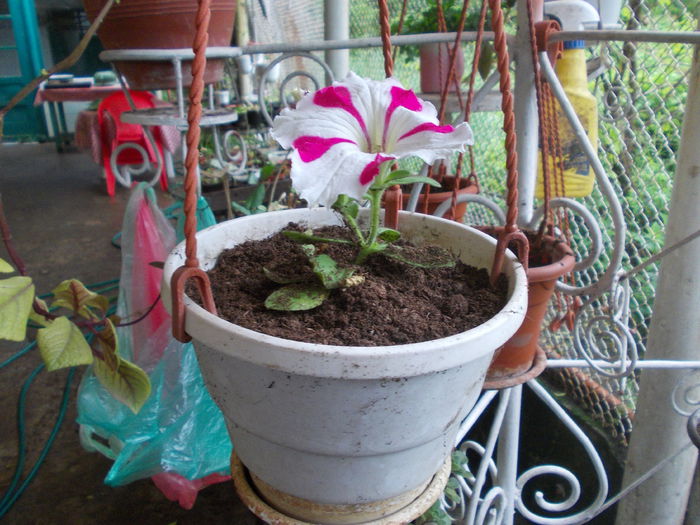 DSCN5520 - Petunii 2015