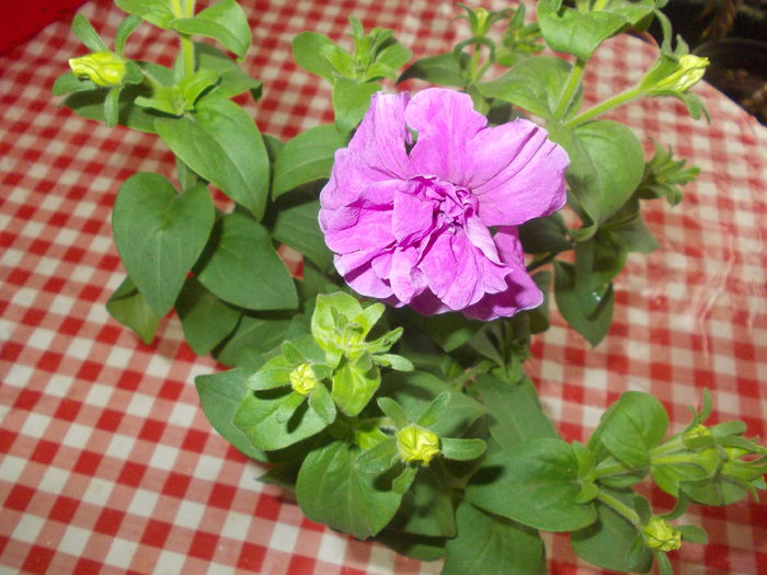 DSCN5526 - Petunii 2015