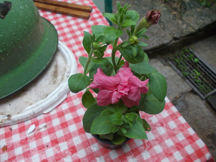 DSCN5536 - Petunii 2015