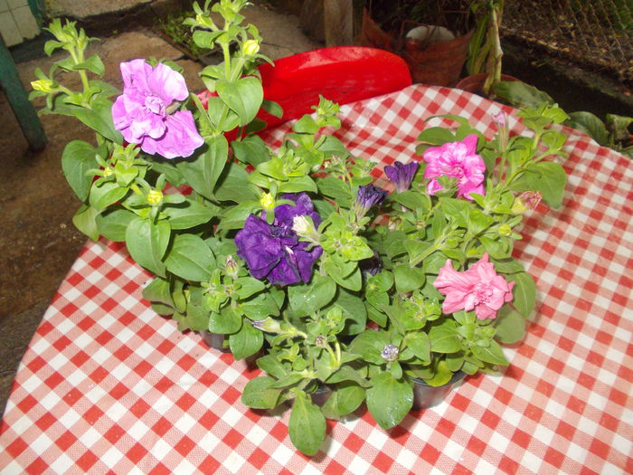 DSCN5537 - Petunii 2015