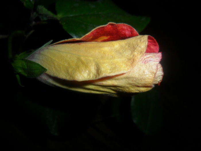 SAM_4554