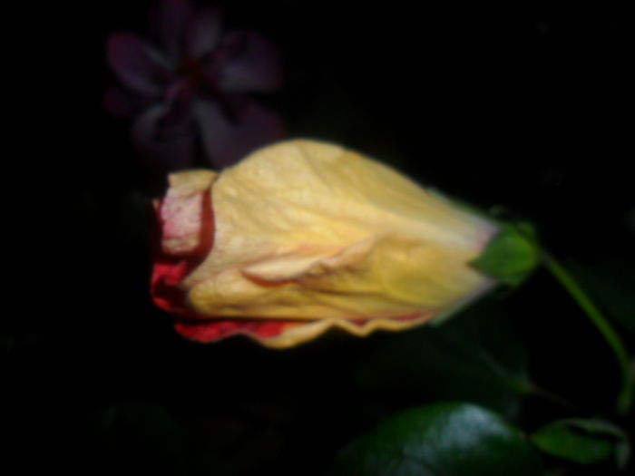 SAM_4555