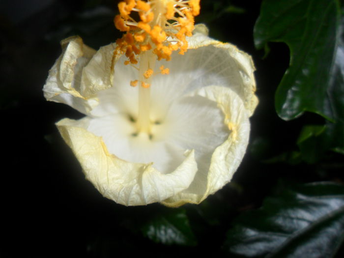 SAM_4601 - hibiscusi 2015-2