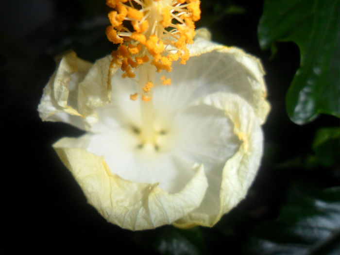 SAM_4602 - hibiscusi 2015-2