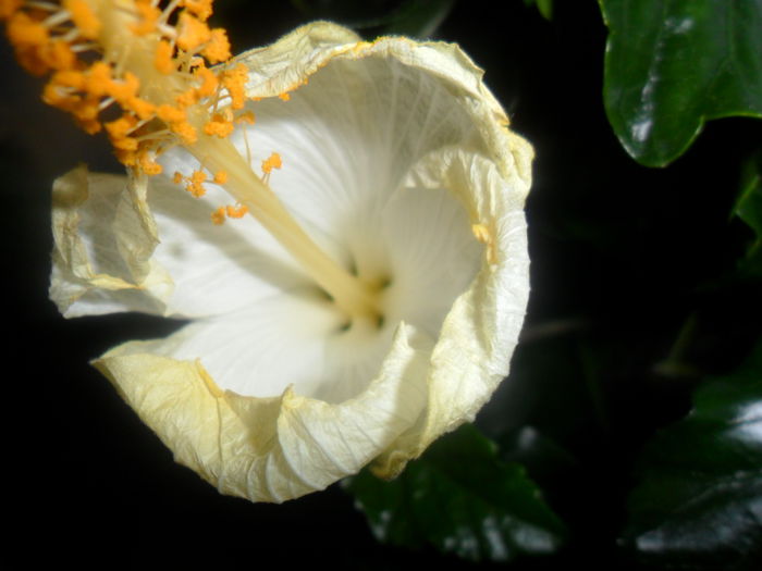 SAM_4603 - hibiscusi 2015-2