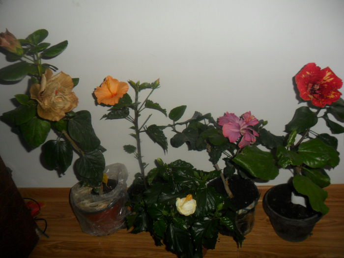 SAM_4604 - hibiscusi 2015-2