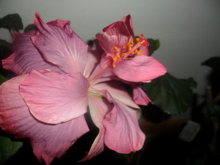 SAM_4606 - hibiscusi 2015-2