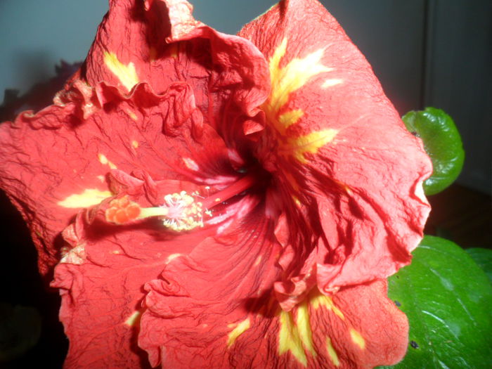 SAM_4610 - hibiscusi 2015-2