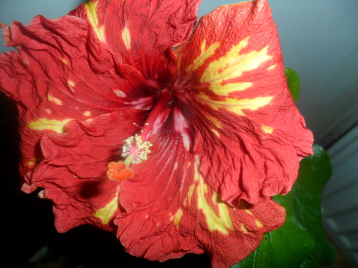 SAM_4612 - hibiscusi 2015-2