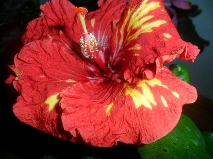 SAM_4614 - hibiscusi 2015-2