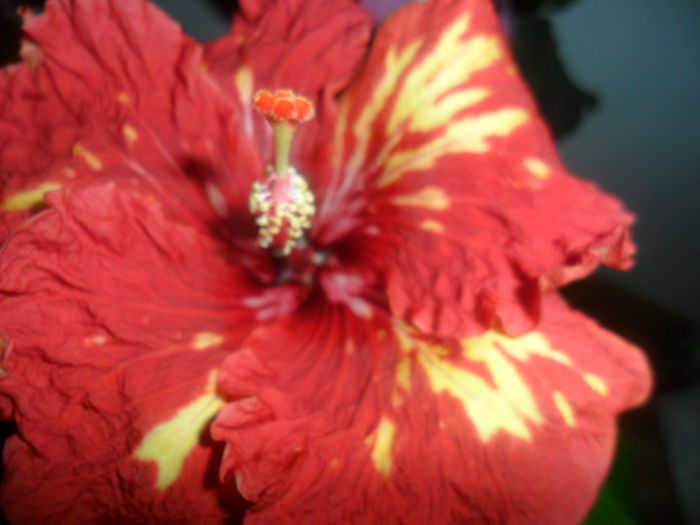 SAM_4615 - hibiscusi 2015-2