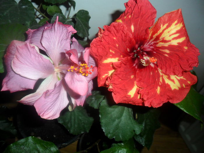 SAM_4624 - hibiscusi 2015-2