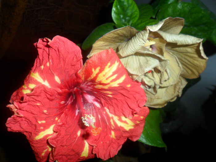 SAM_4627 - hibiscusi 2015-2