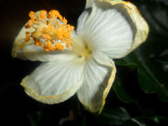 SAM_4669 - hibiscusi 2015-2