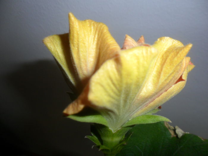 SAM_4684 - hibiscusi 2015-2