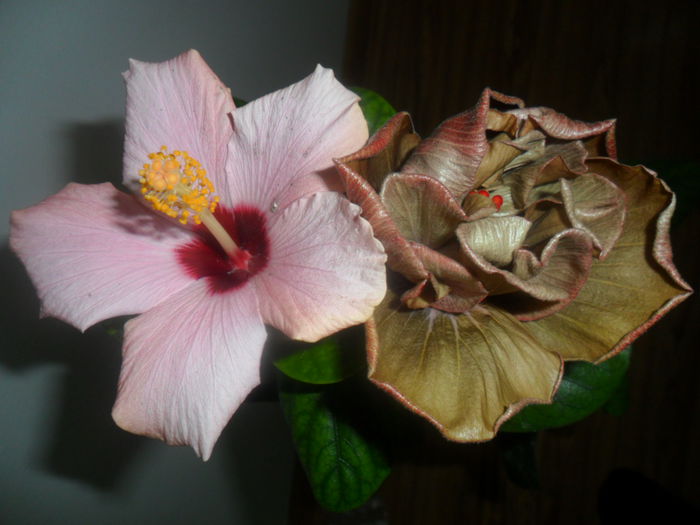 SAM_4688 - hibiscusi 2015-2