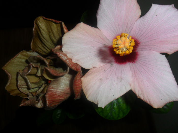 SAM_4690 - hibiscusi 2015-2