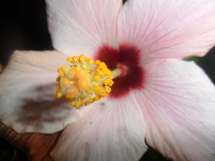 SAM_4691 - hibiscusi 2015-2