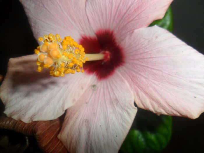 SAM_4693 - hibiscusi 2015-2